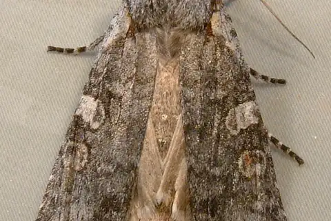 Lithophane pertorrida
