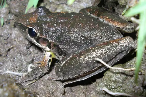 Broad-palmed Rocket Frog