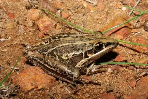 Striped Rocket Frog
