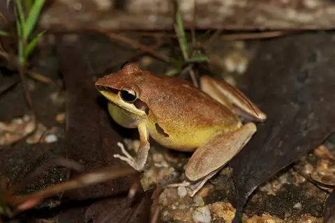 Bridled Rocket Frog