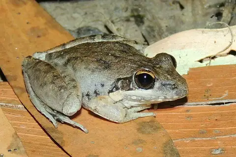 Pale Rocket Frog