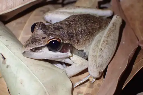 Spalding's Rocket Frog