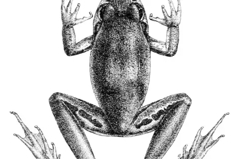 Black-shinned Rocket Frog
