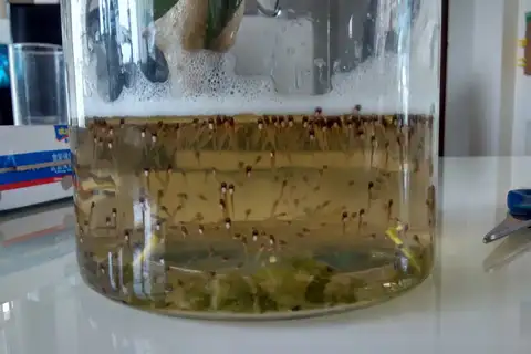 Hainan Small Treefrog