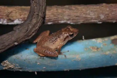 Romer's Tree Frog