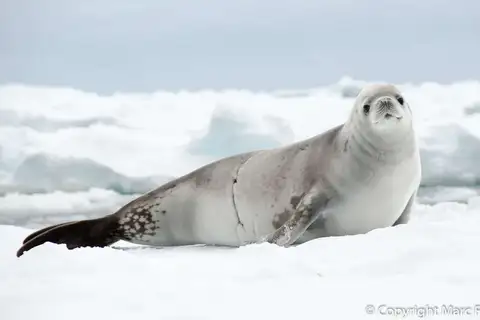 Crabeater Seal