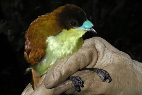 Yellow-breasted Satinbird