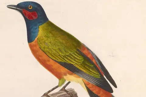 Western Wattled Cuckooshrike