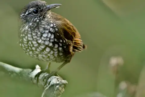 Sharp-tailed Streamcreeper