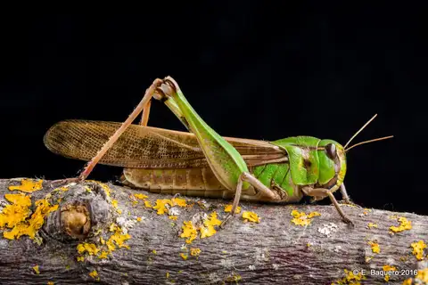 Migratory Locust