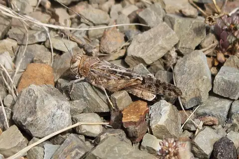 Brown Locust