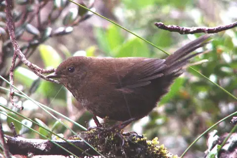 Friendly Bush Warbler