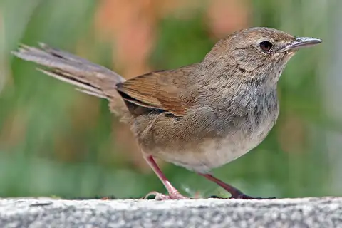 Taiwan Bush Warbler
