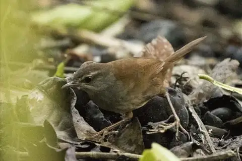 Sulawesi Bush Warbler