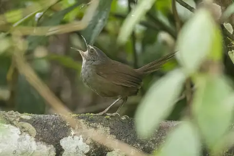 Long-tailed Bush Warbler