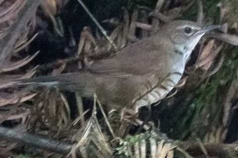 Sichuan Bush Warbler
