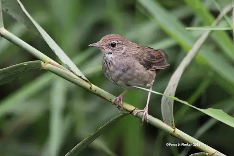Baikal Bush Warbler