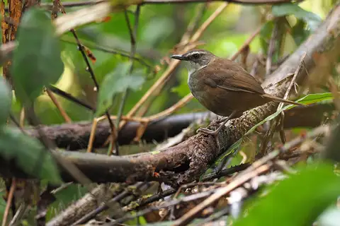 Buru Bush Warbler