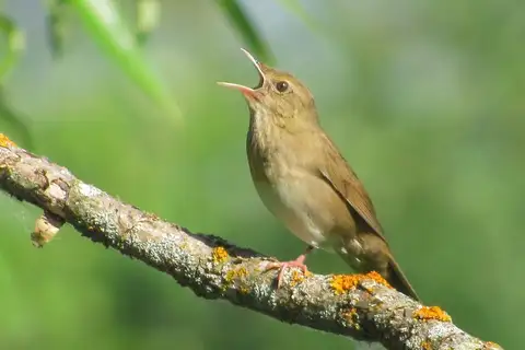 River Warbler