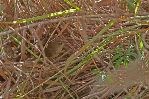 Dalat Bush Warbler