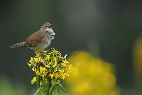 West Himalayan Bush Warbler