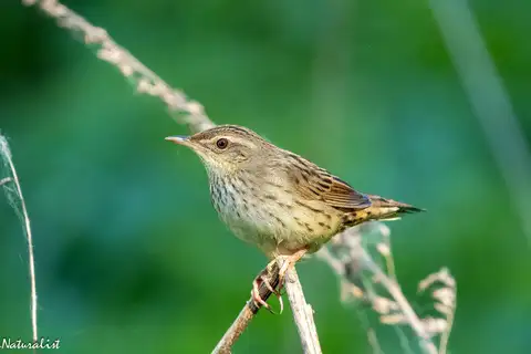 Lanceolated Warbler
