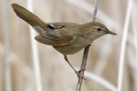 Savi's Warbler