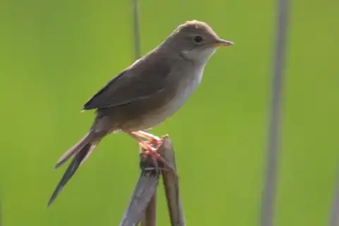Brown Bush Warbler