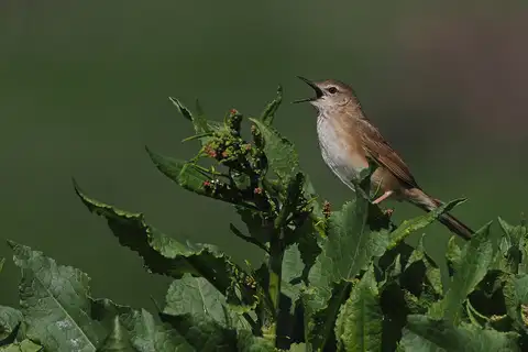 Long-billed Bush Warbler