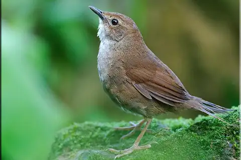 Russet Bush Warbler