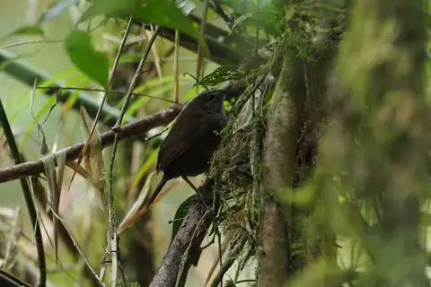 Seram Bush Warbler