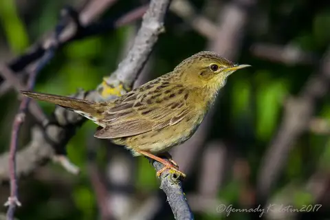 Common Grasshopper Warbler