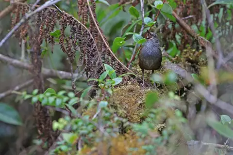 Taliabu Bush Warbler