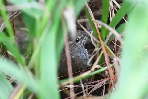 Benguet Bush Warbler