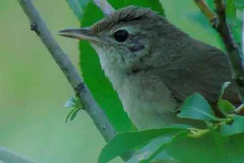 Chinese Bush Warbler