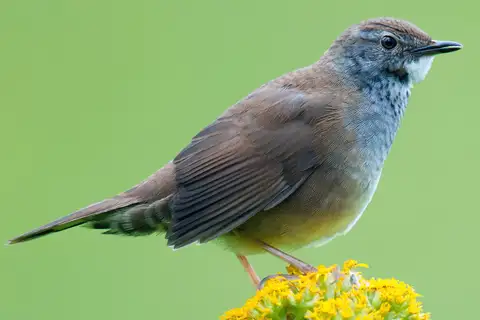 Spotted Bush Warbler