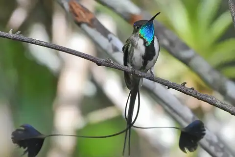 Marvelous Spatuletail