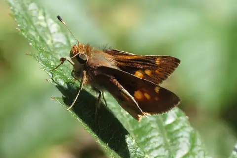 Umber Skipper