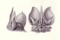 Tomes's Sword-nosed Bat