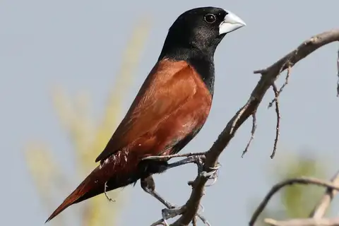 Chestnut Munia