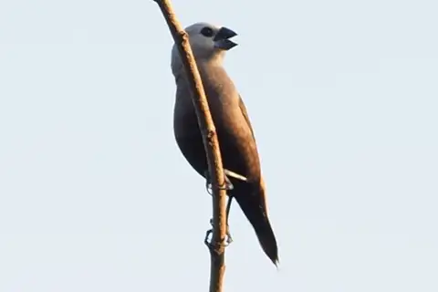 Grey-headed Mannikin