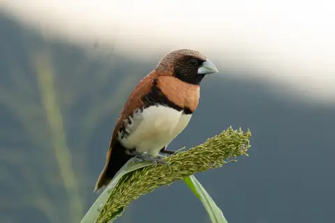 Chestnut-breasted Mannikin