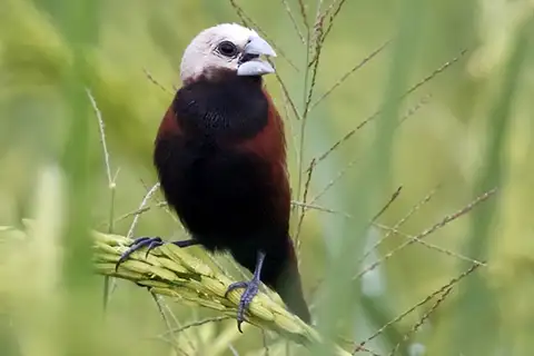 White-capped Munia