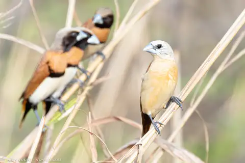 Yellow-rumped Mannikin