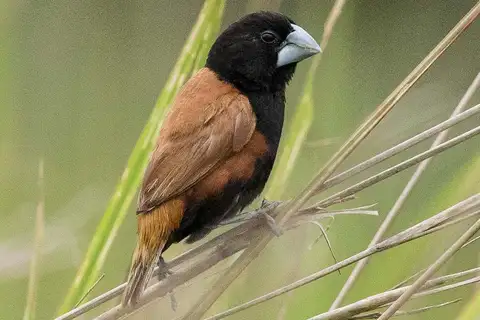 Great-billed Mannikin