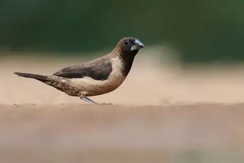 Black-throated Munia