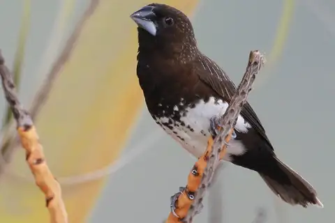 White-bellied Munia
