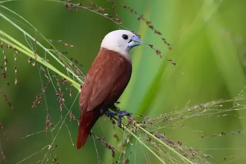 White-headed Munia