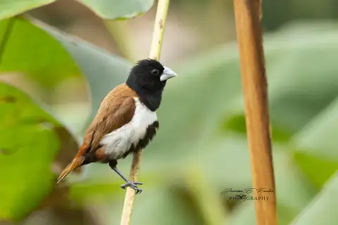 Tricolored Munia