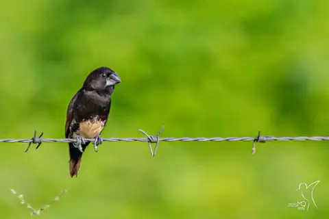 Buff-bellied Mannikin